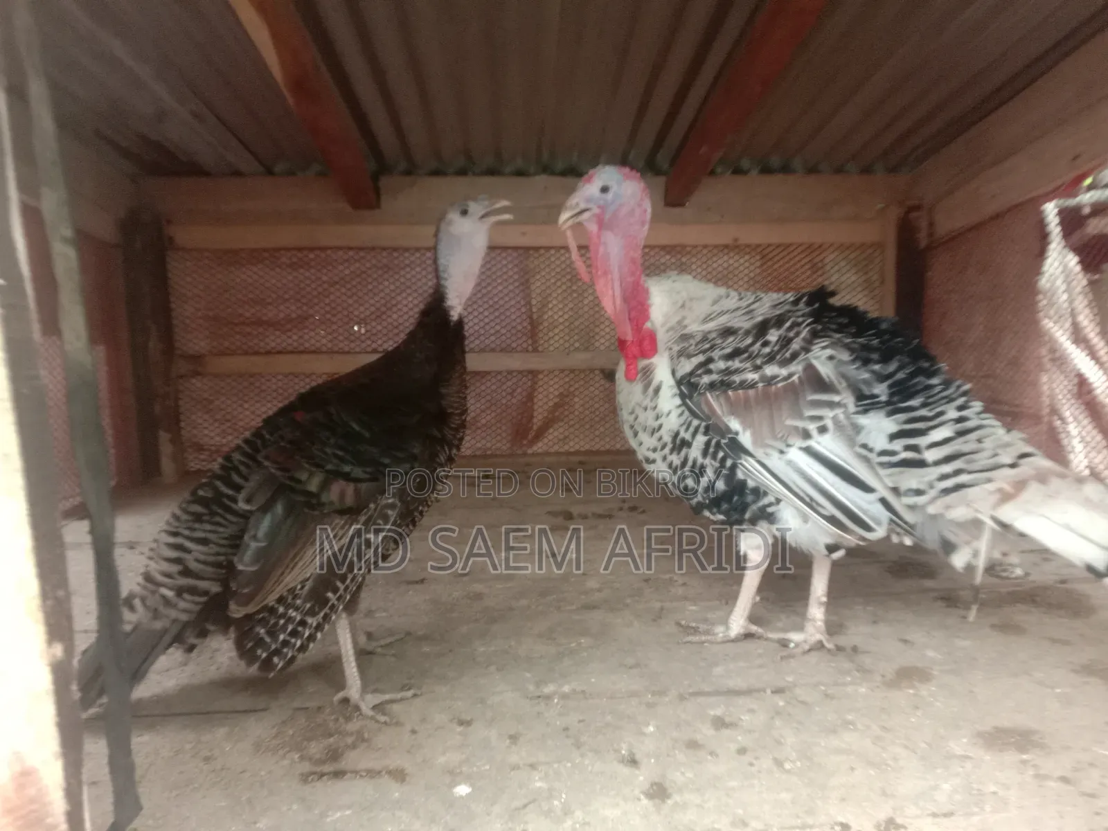A pair of turkey chickens for sale
