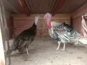 A pair of turkey chickens for sale