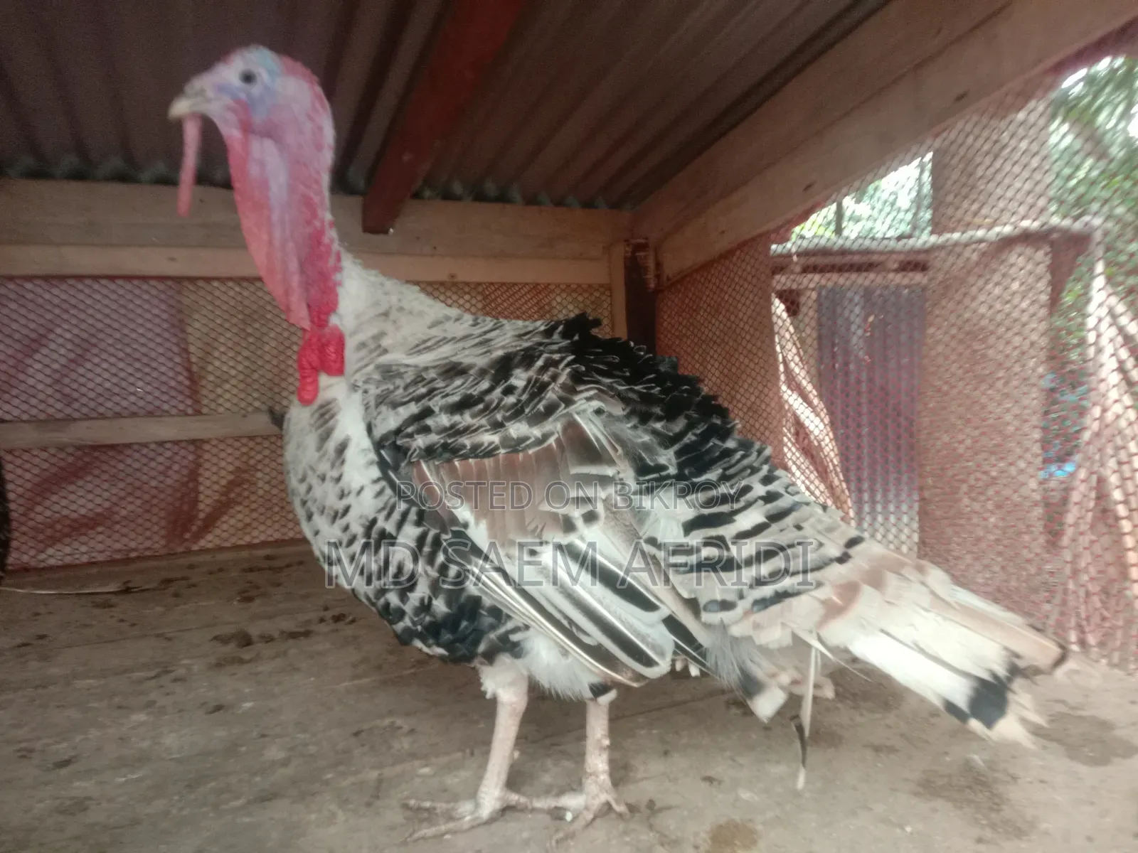 A pair of turkey chickens for sale