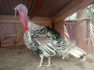 A pair of turkey chickens for sale