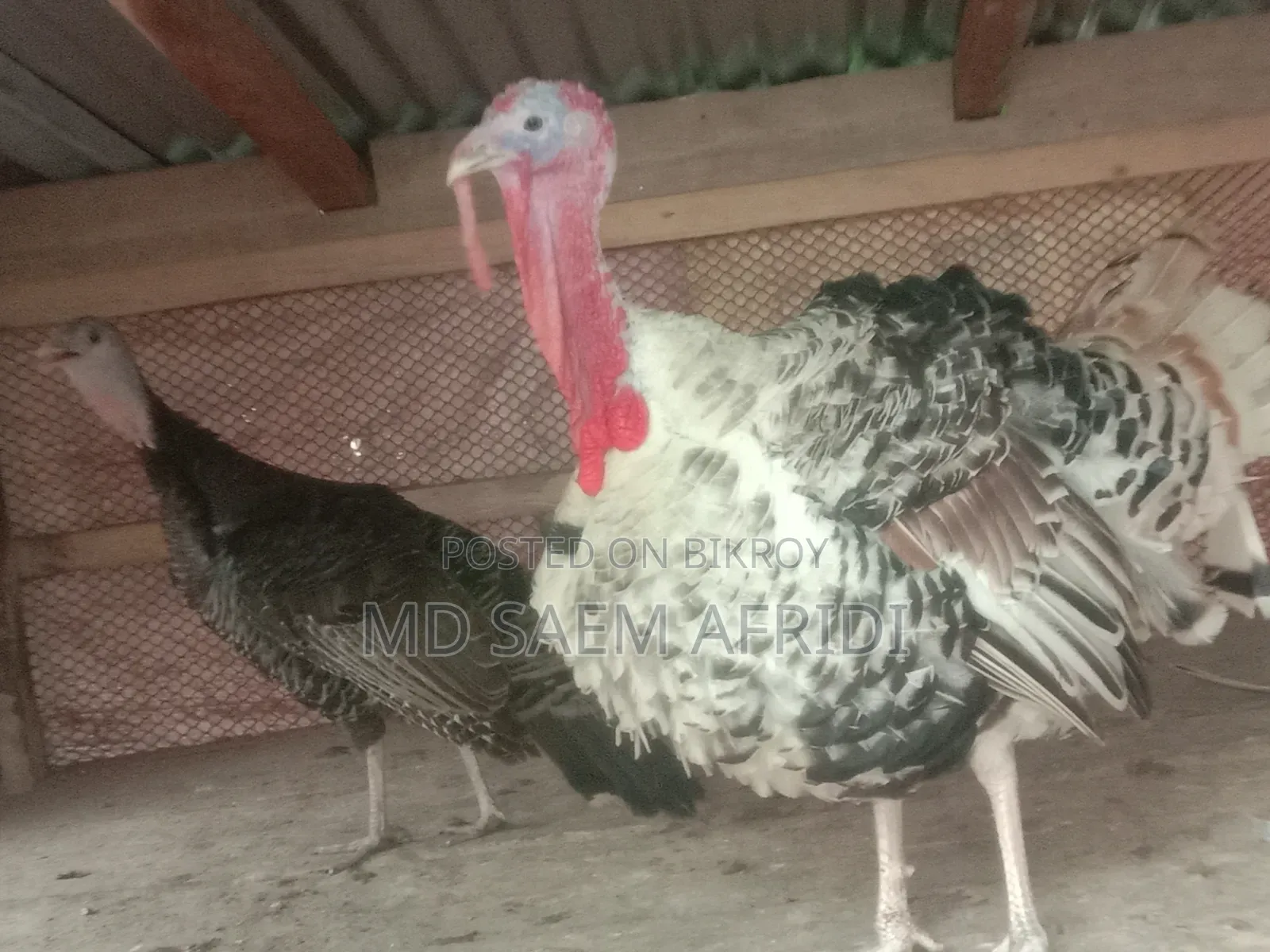 A pair of turkey chickens for sale