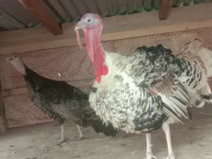 A pair of turkey chickens for sale