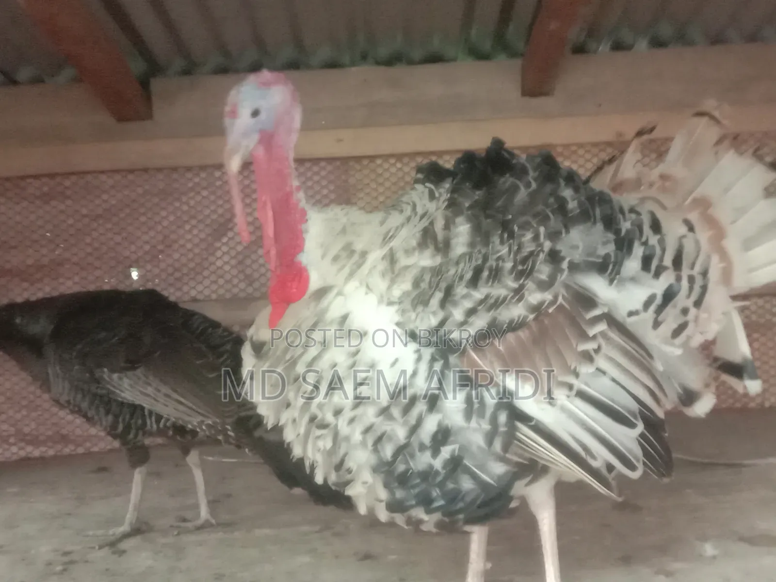A pair of turkey chickens for sale