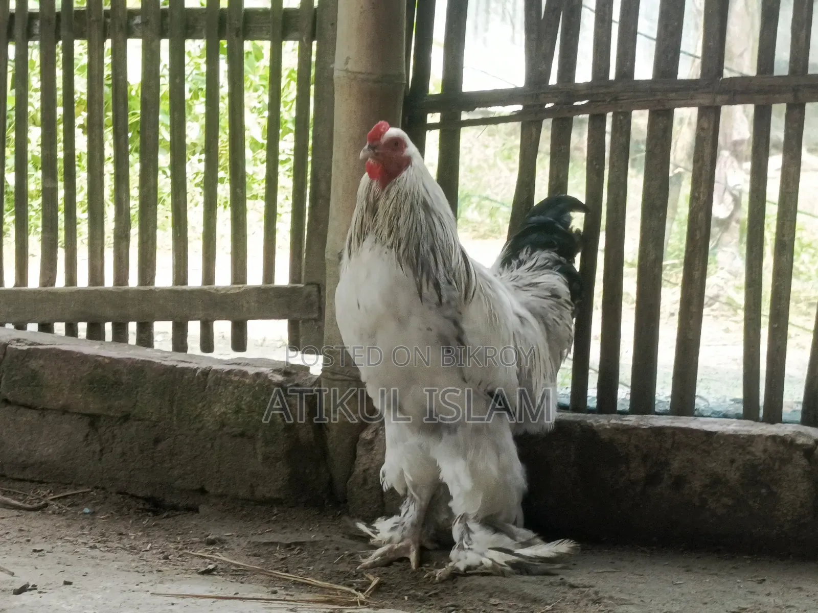 ব্রাহমান মুরগী