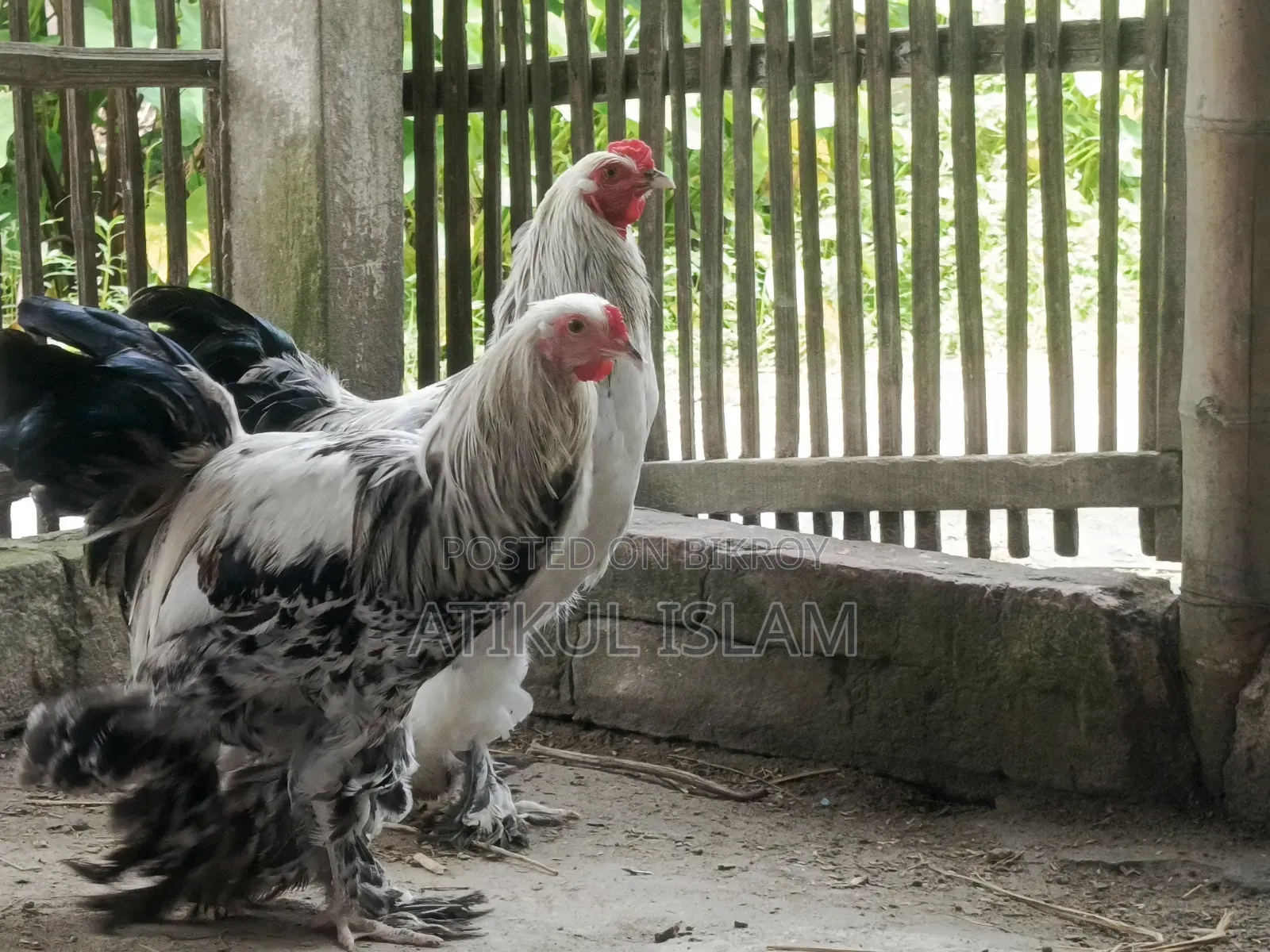 ব্রাহমান মুরগী