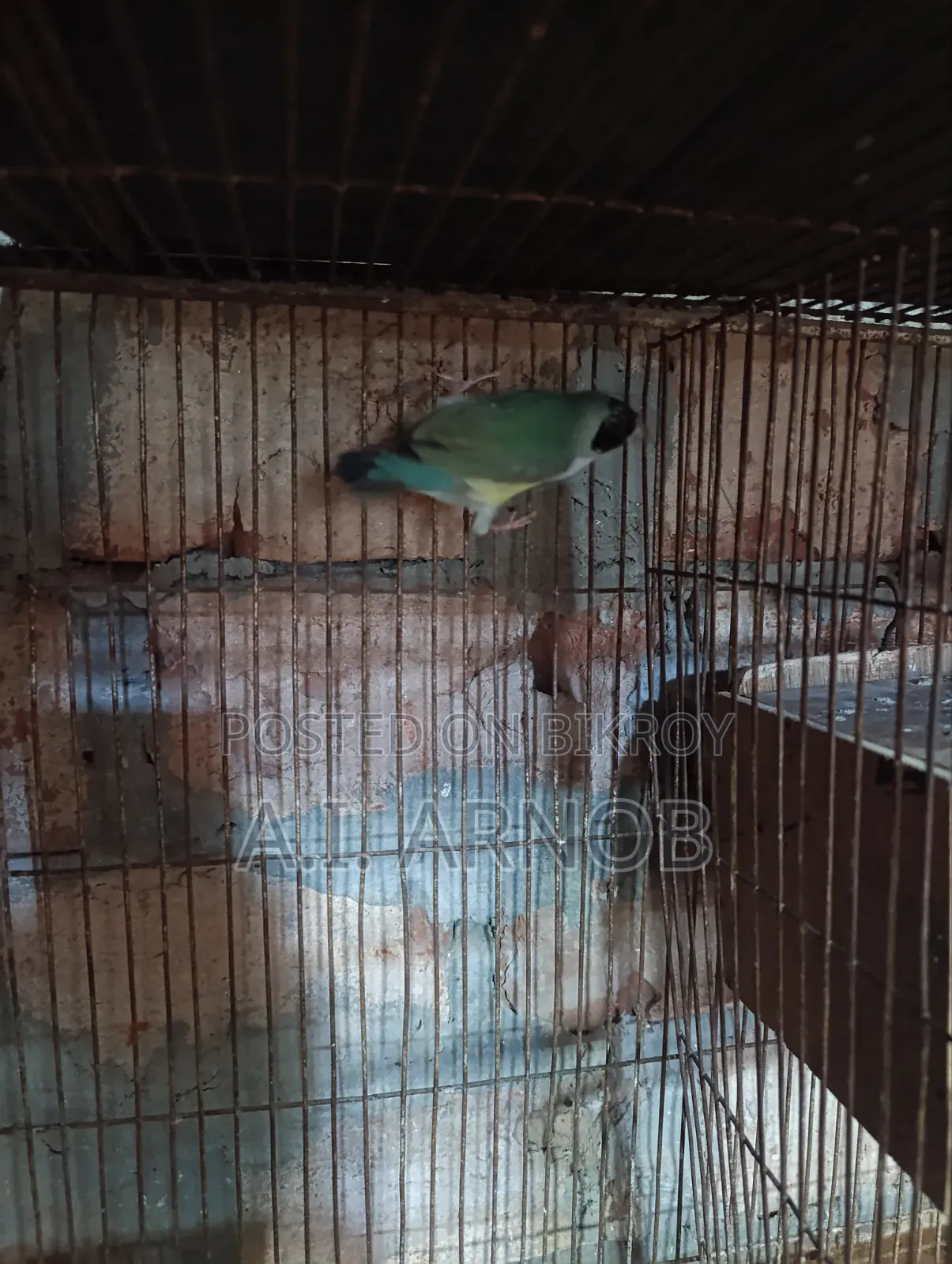 Gouldian Finch Female