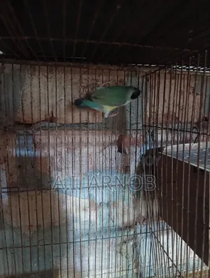 Gouldian Finch Female