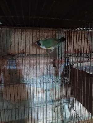Gouldian Finch Female