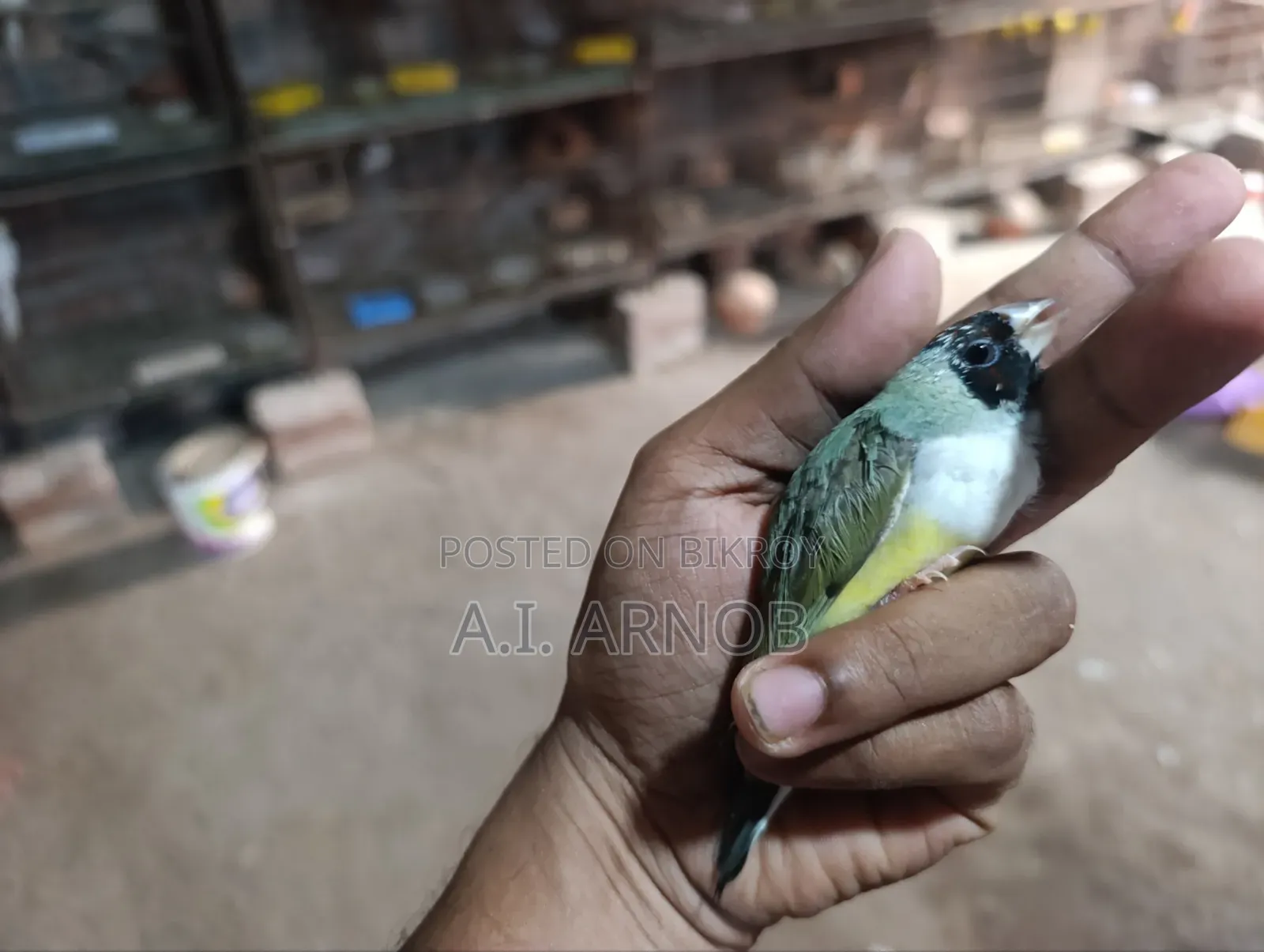 Gouldian Finch Female