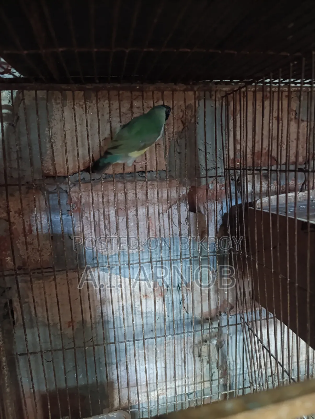 Gouldian Finch Female