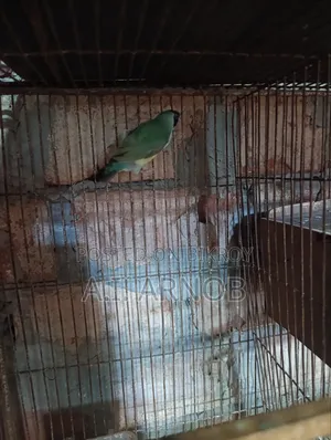 Gouldian Finch Female