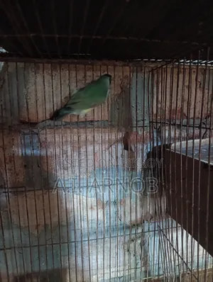 Gouldian Finch Female