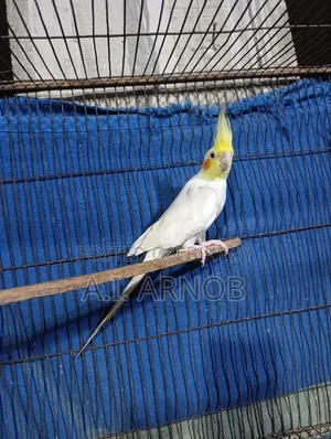 Lutino Cockatiel Male