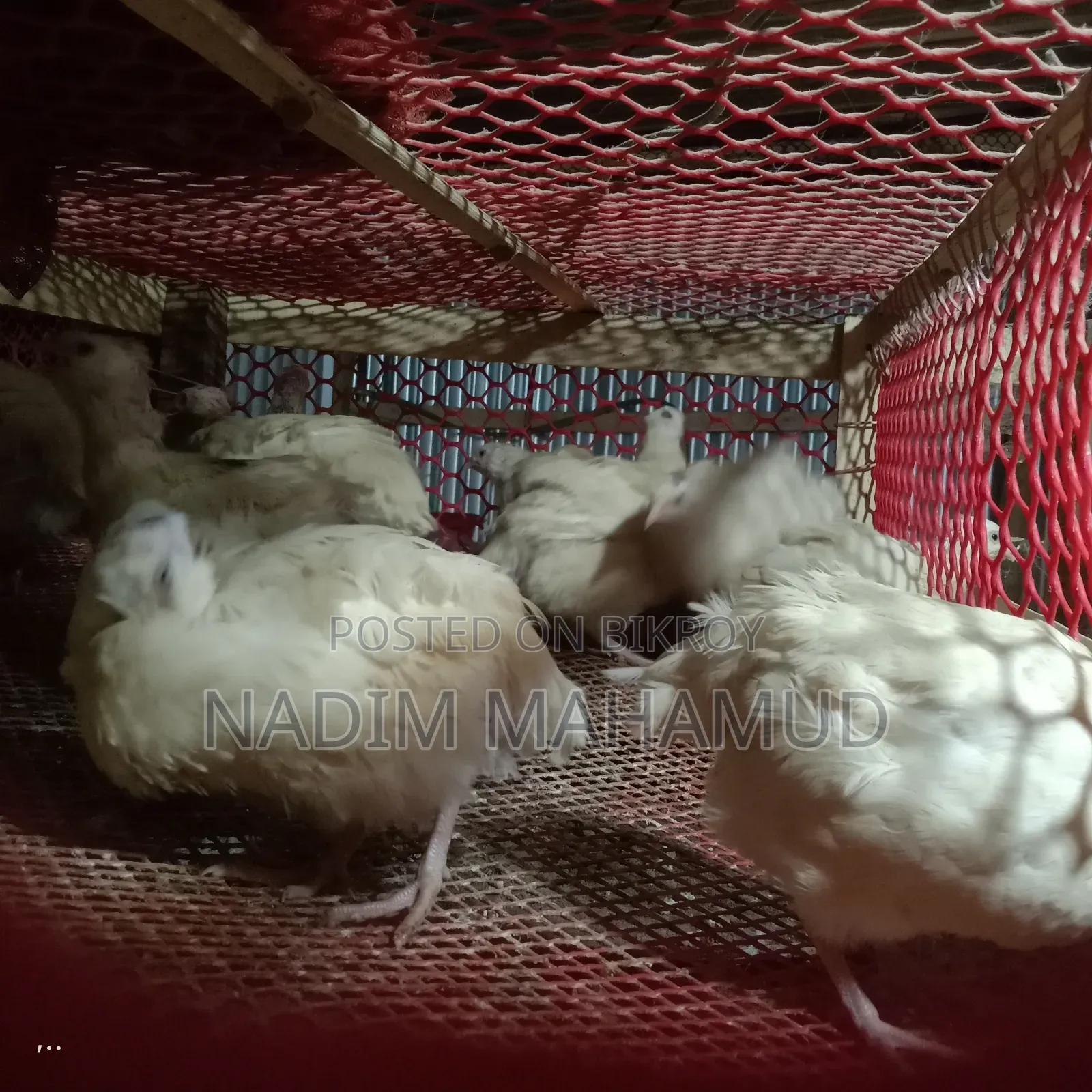 European Adult Quail Birds