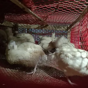 European Adult Quail Birds