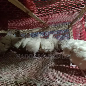 European Adult Quail Birds