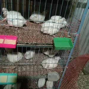 European Adult Quail Birds