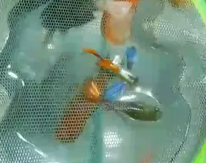 RTP Guppy Best Guppy