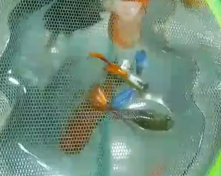 RTP Guppy Best Guppy