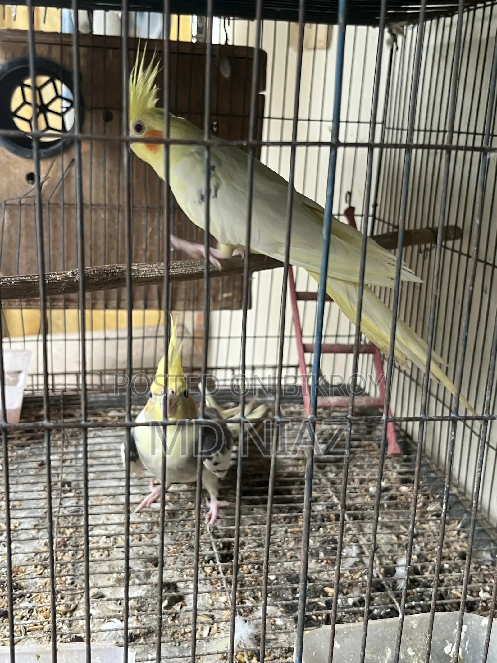 3 Pair of Cocatail Birds . Lutino , Grey , Cinamon Pearl