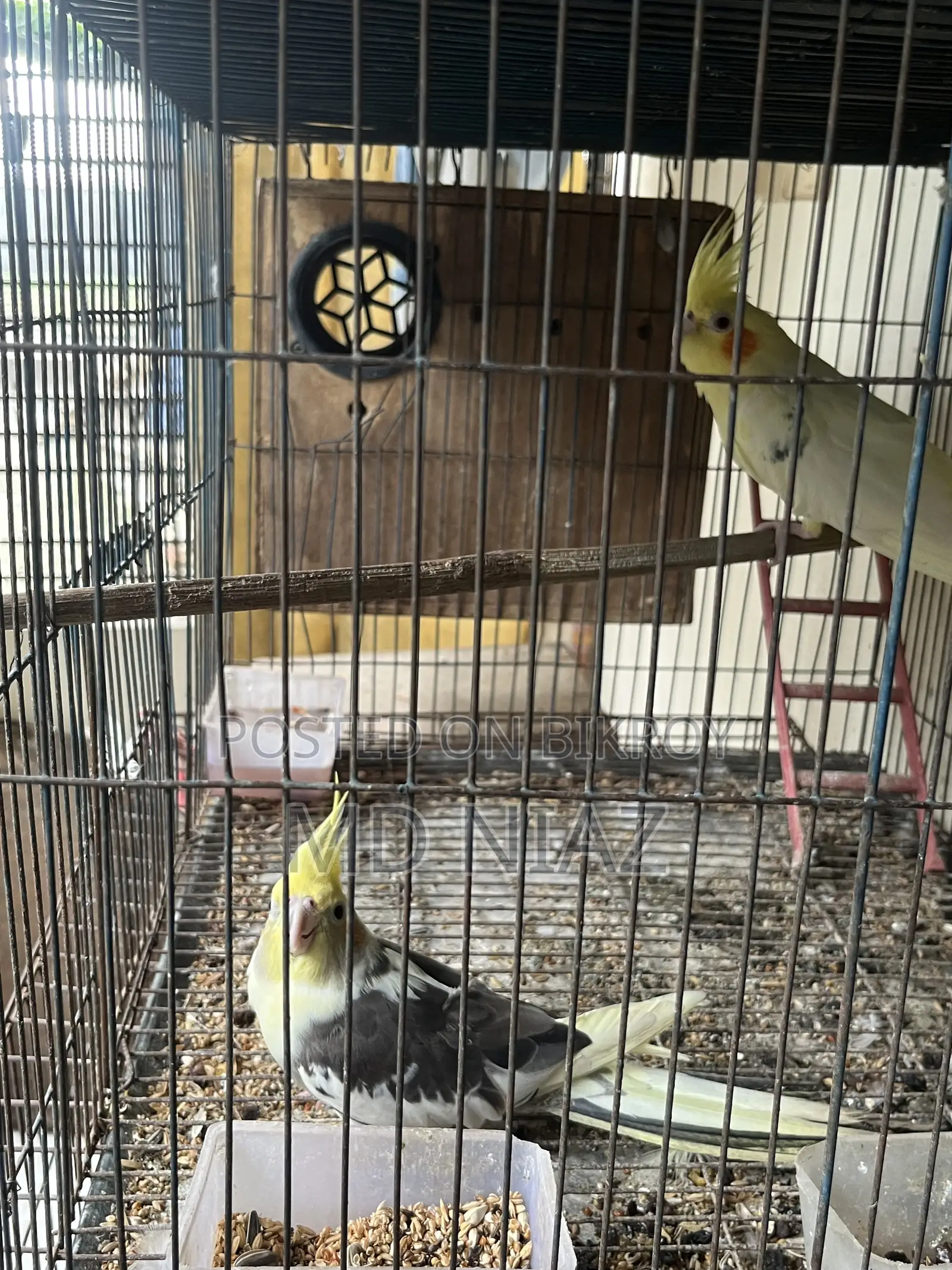 3 Pair of Cocatail Birds . Lutino , Grey , Cinamon Pearl