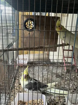 3 Pair of Cocatail Birds . Lutino , Grey , Cinamon Pearl
