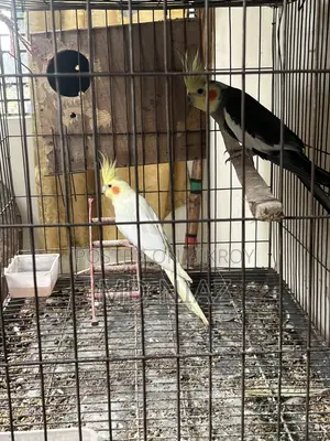 3 Pair of Cocatail Birds . Lutino , Grey , Cinamon Pearl
