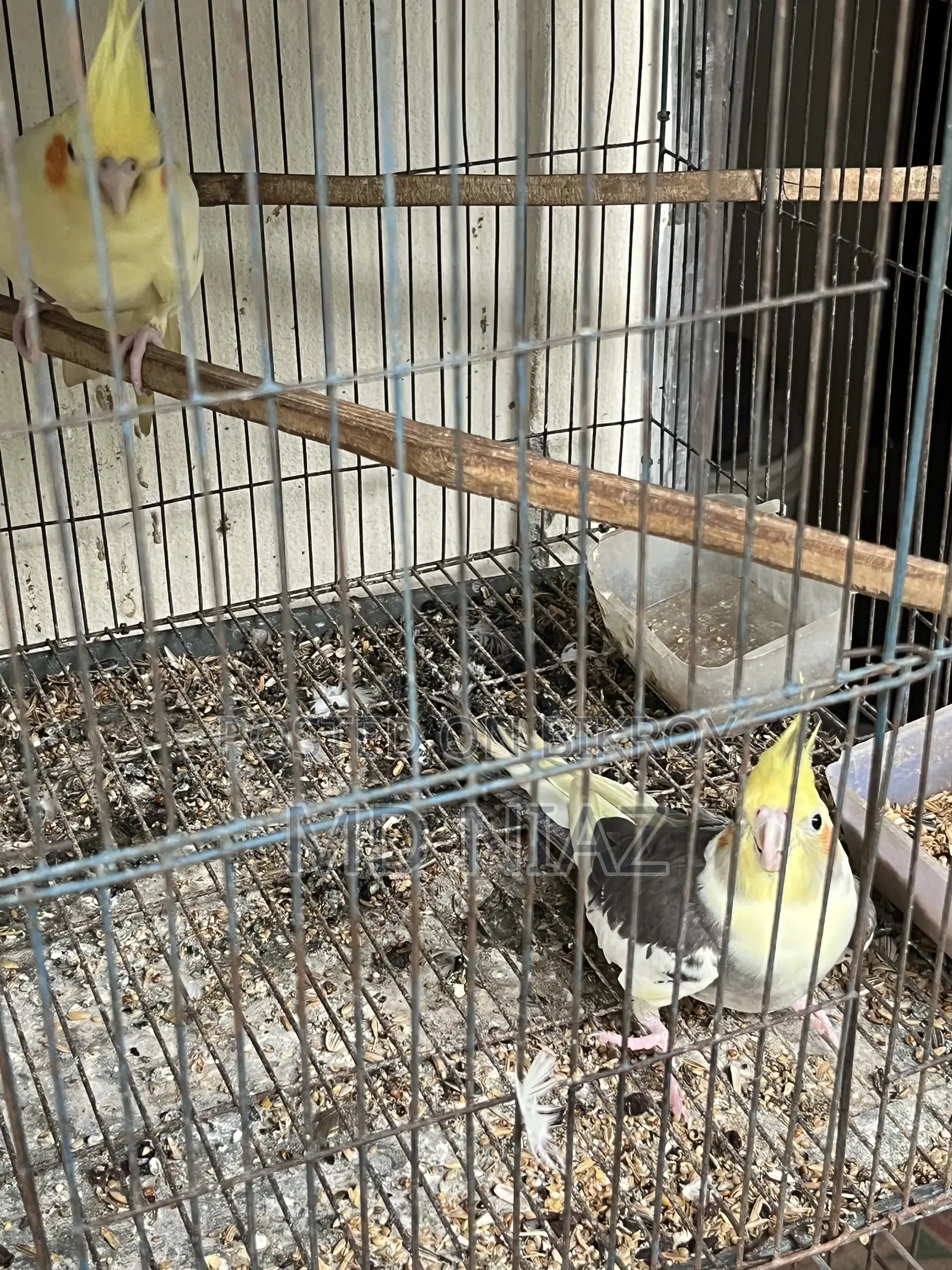 3 Pair of Cocatail Birds . Lutino , Grey , Cinamon Pearl