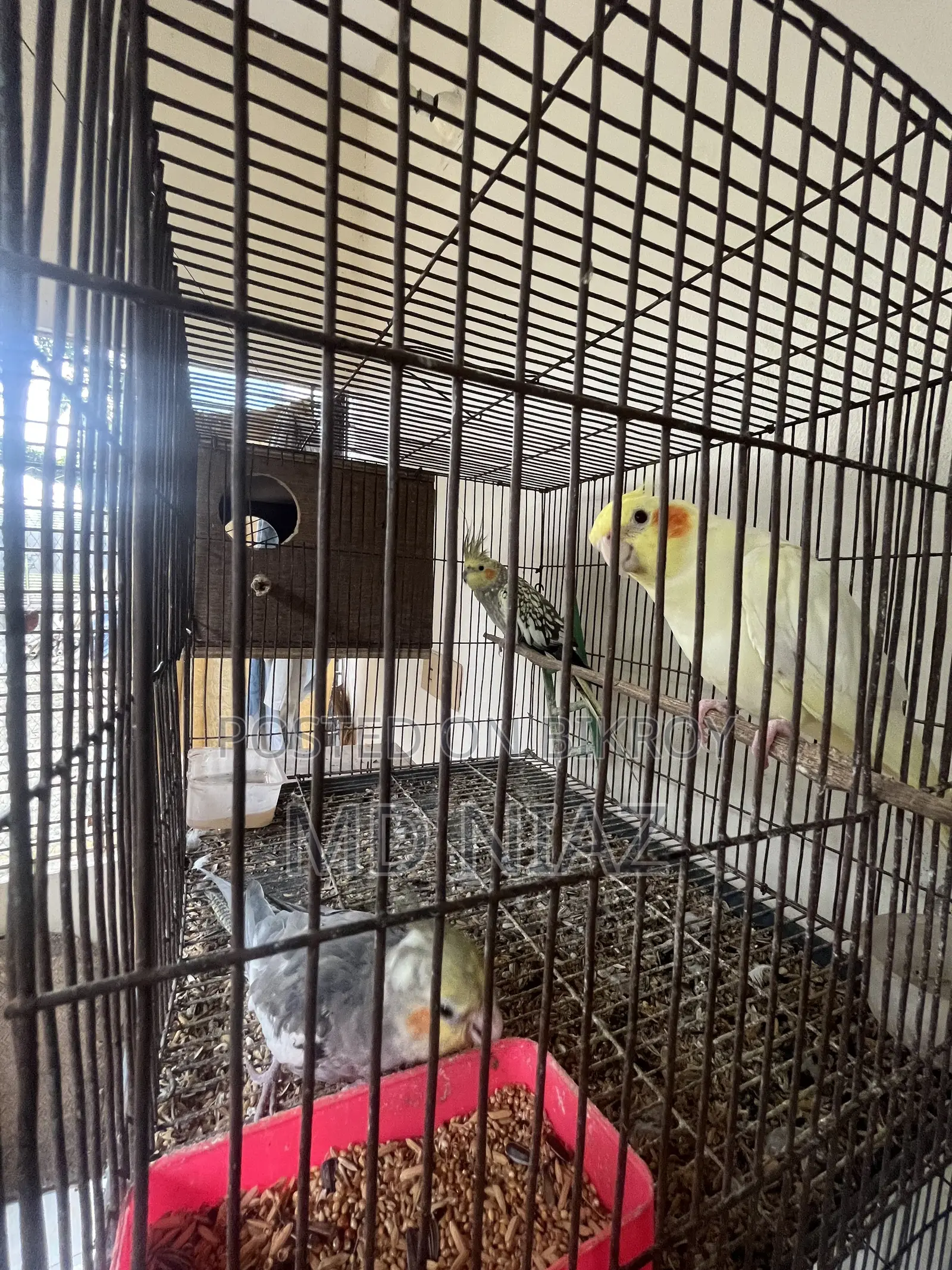 3 Pair of Cocatail Birds . Lutino , Grey , Cinamon Pearl