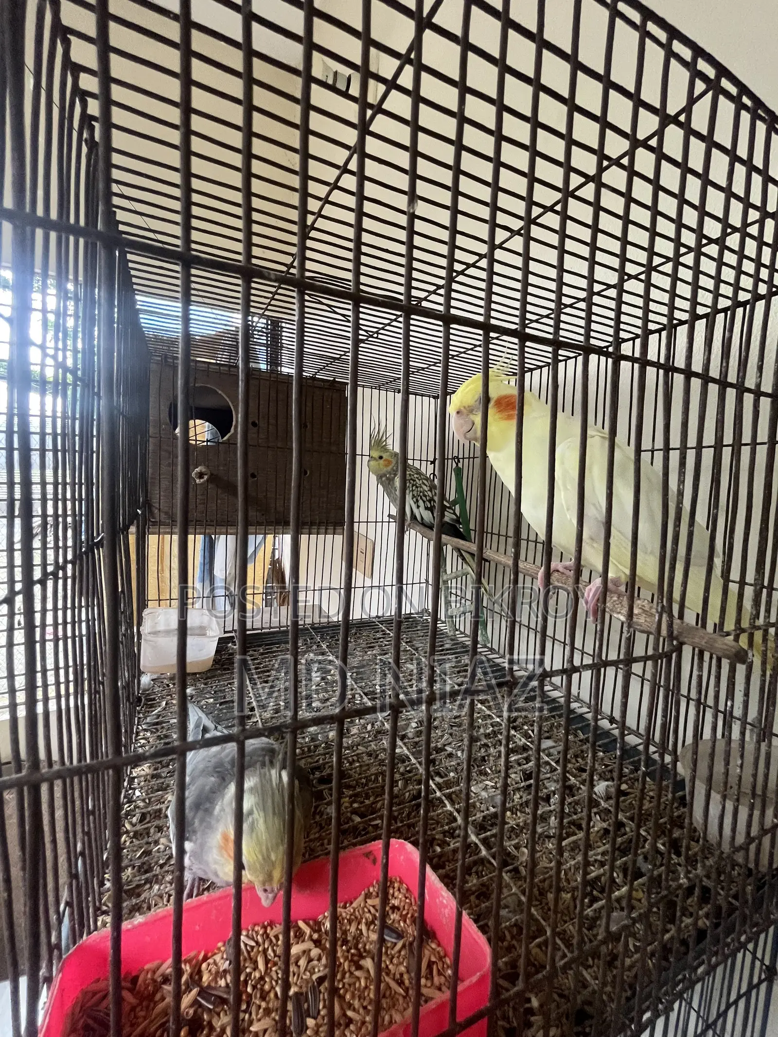 3 Pair of Cocatail Birds . Lutino , Grey , Cinamon Pearl