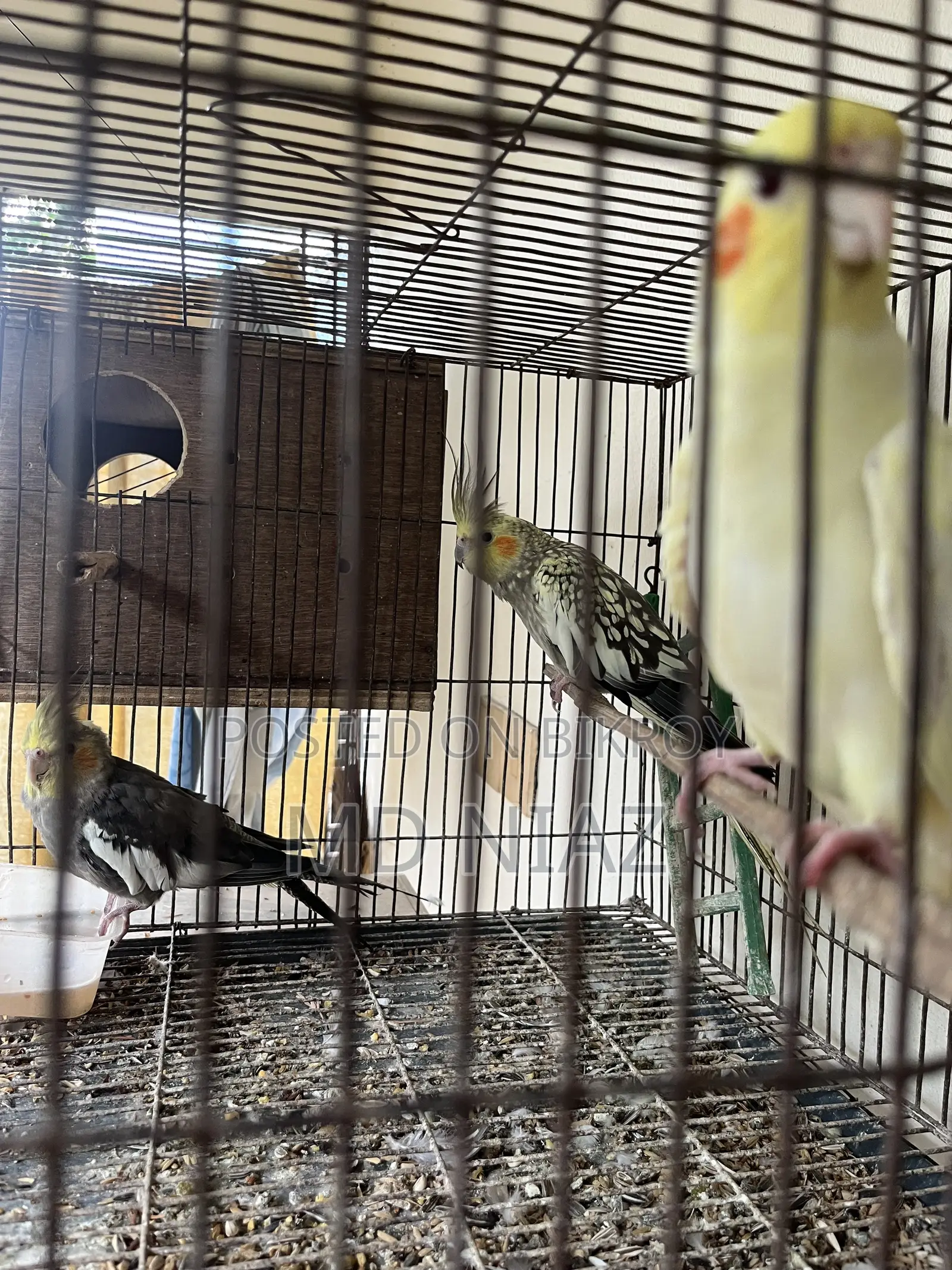 3 Pair of Cocatail Birds . Lutino , Grey , Cinamon Pearl