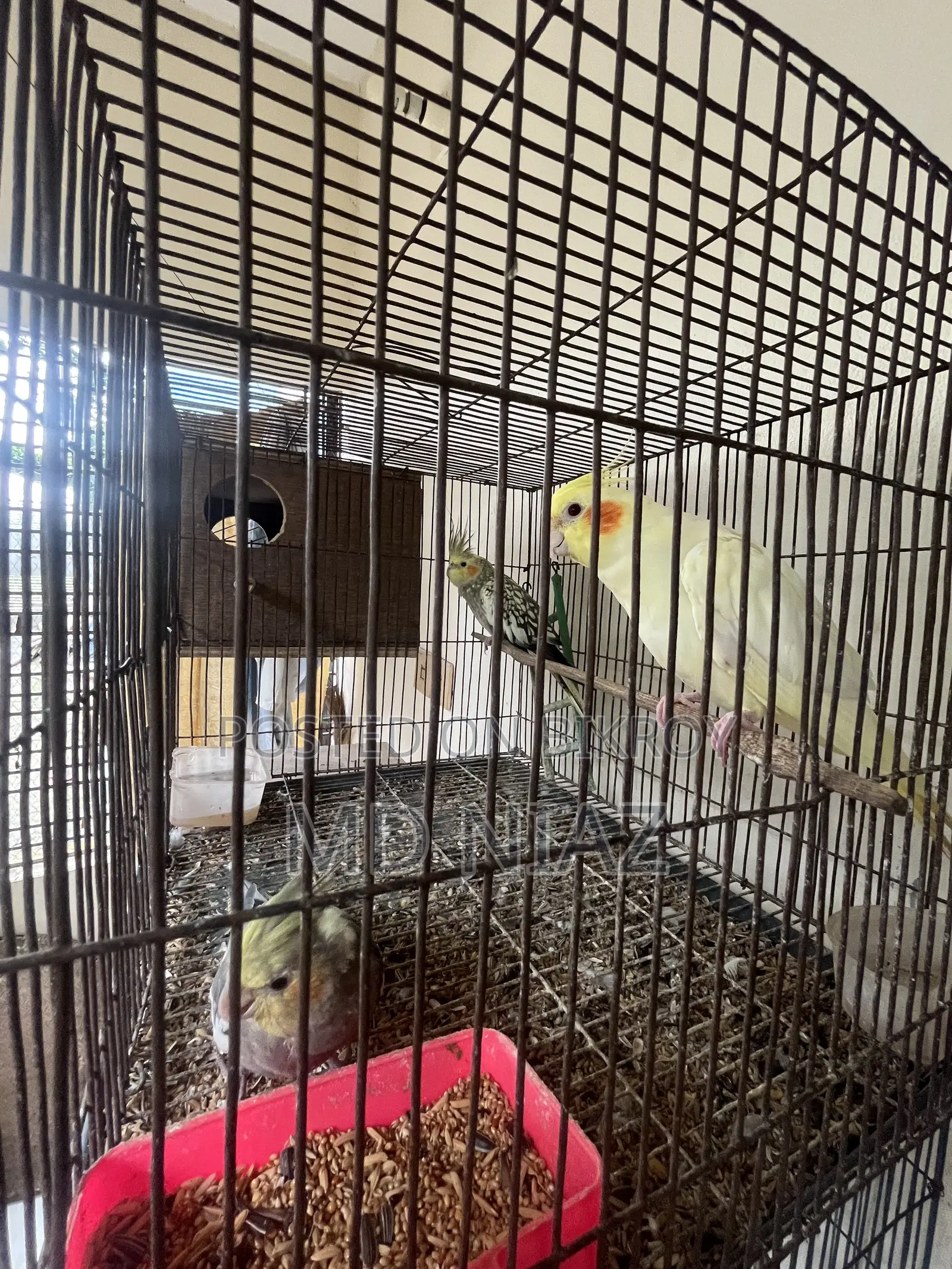 3 Pair of Cocatail Birds . Lutino , Grey , Cinamon Pearl