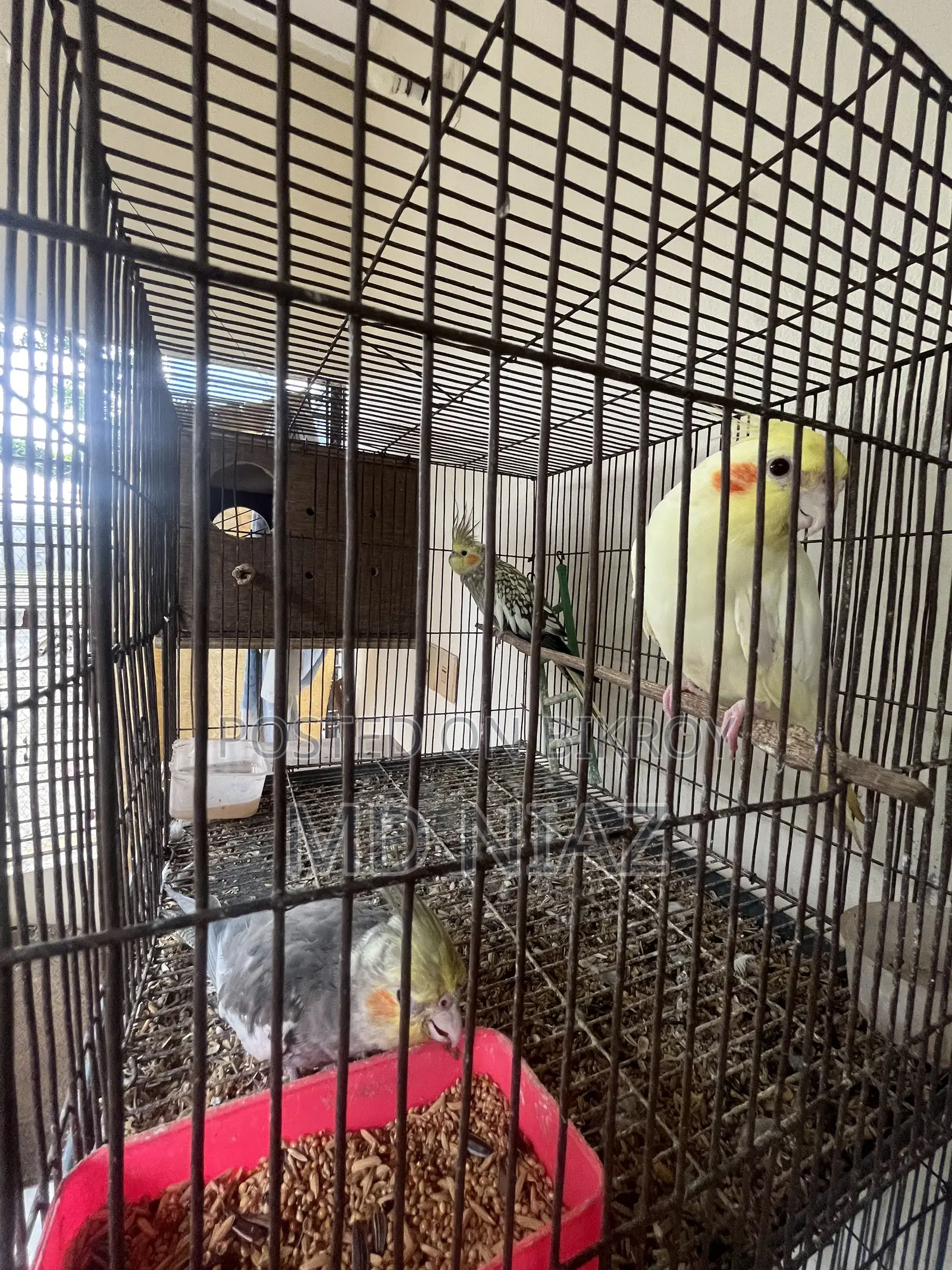 3 Pair of Cocatail Birds . Lutino , Grey , Cinamon Pearl