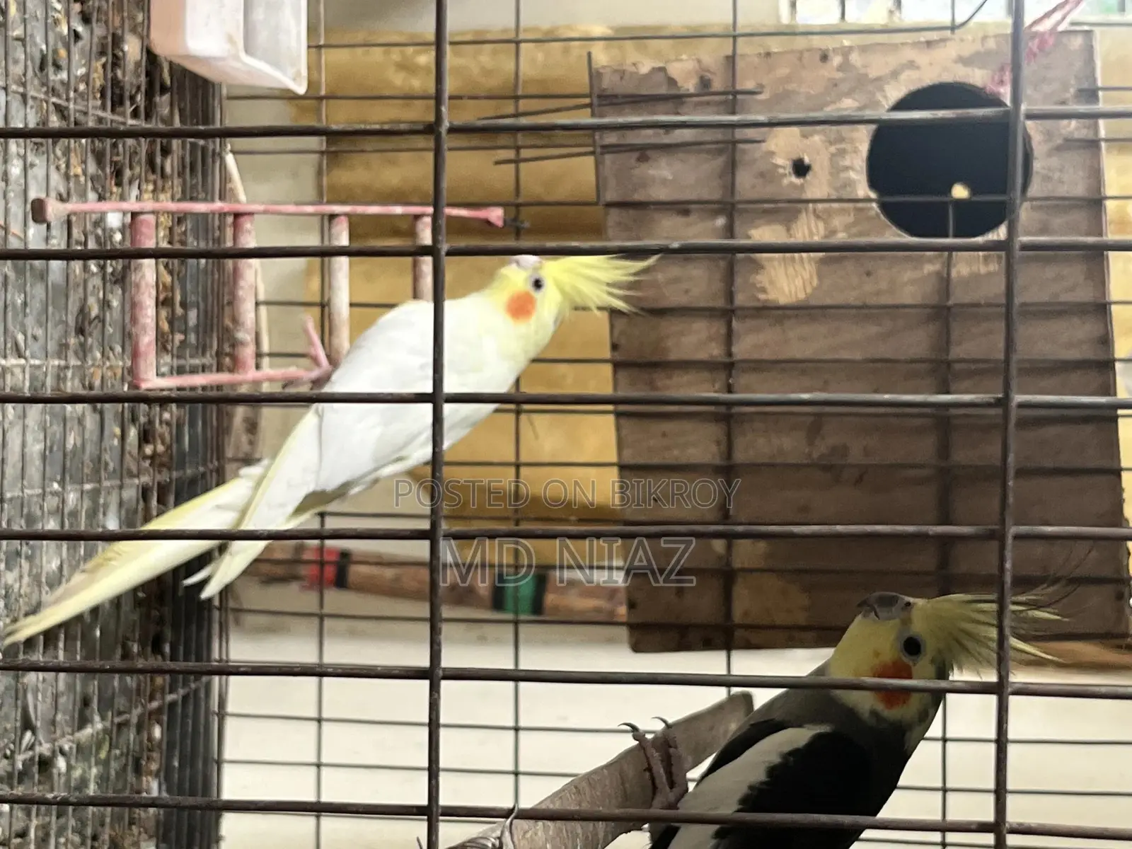 3 Pair of Cocatail Birds . Lutino , Grey , Cinamon Pearl