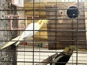 3 Pair of Cocatail Birds . Lutino , Grey , Cinamon Pearl