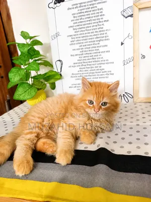 1-3 Months Male Purebred Persian