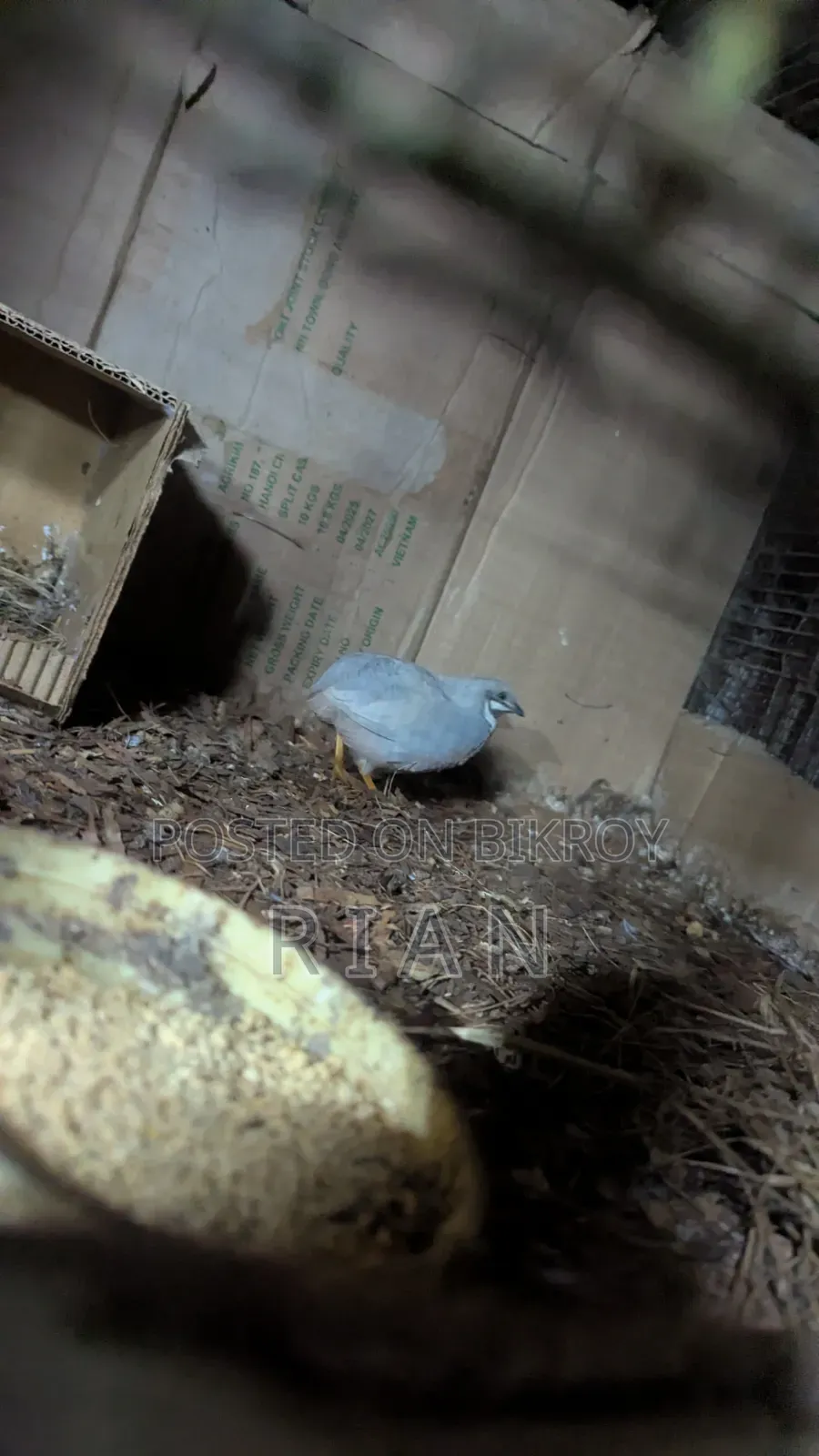 A Grade King Quail Bird