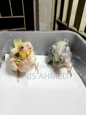 Cockatiel Bird