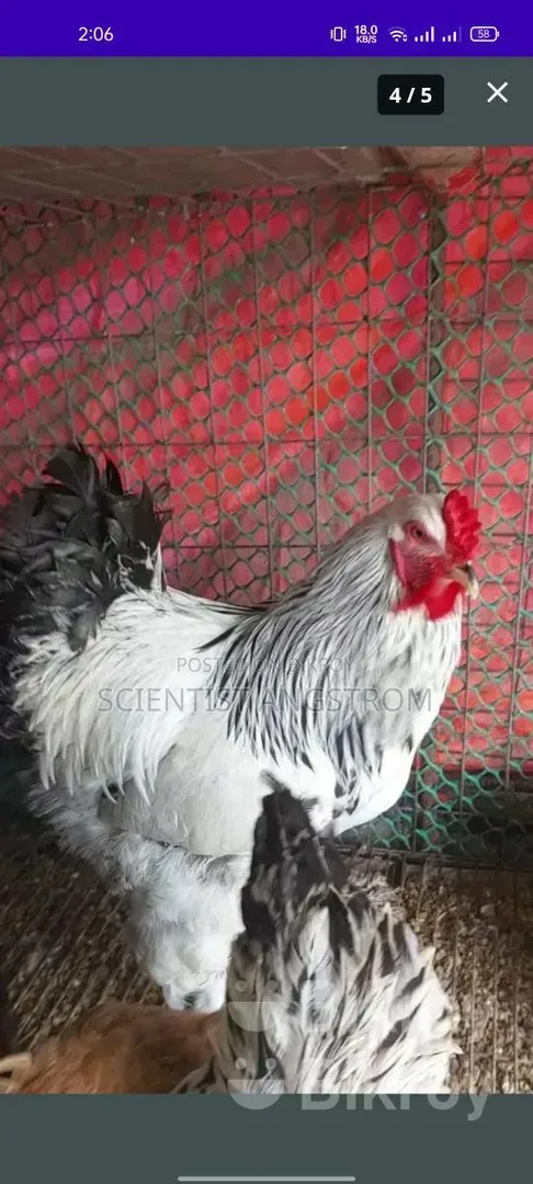 Colombian Light Brahma Rooster