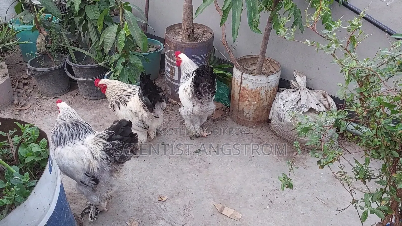 Colombian Light Brahma Rooster