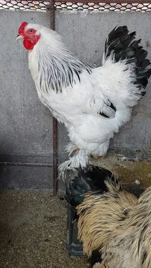 Colombian Light Brahma Rooster