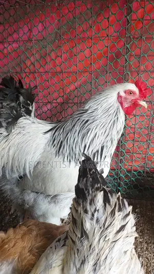 Colombian Light Brahma Rooster