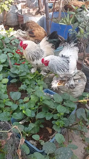 Colombian Light Brahma Rooster