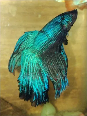 Royal Blue/Red Fullmoon Betta (Imported Fish)