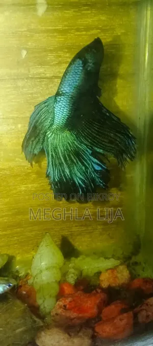 Royal Blue/Red Fullmoon Betta (Imported Fish)
