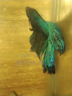 Royal Blue/Red Fullmoon Betta (Imported Fish)