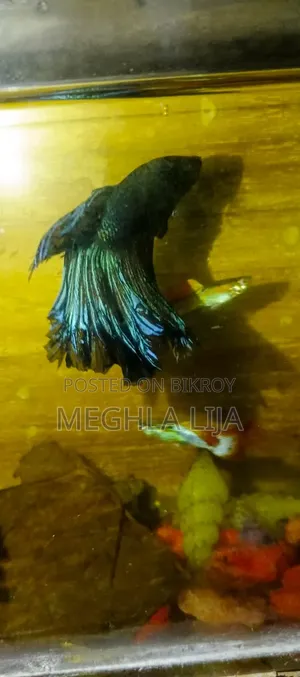 Royal Blue/Red Fullmoon Betta (Imported Fish)