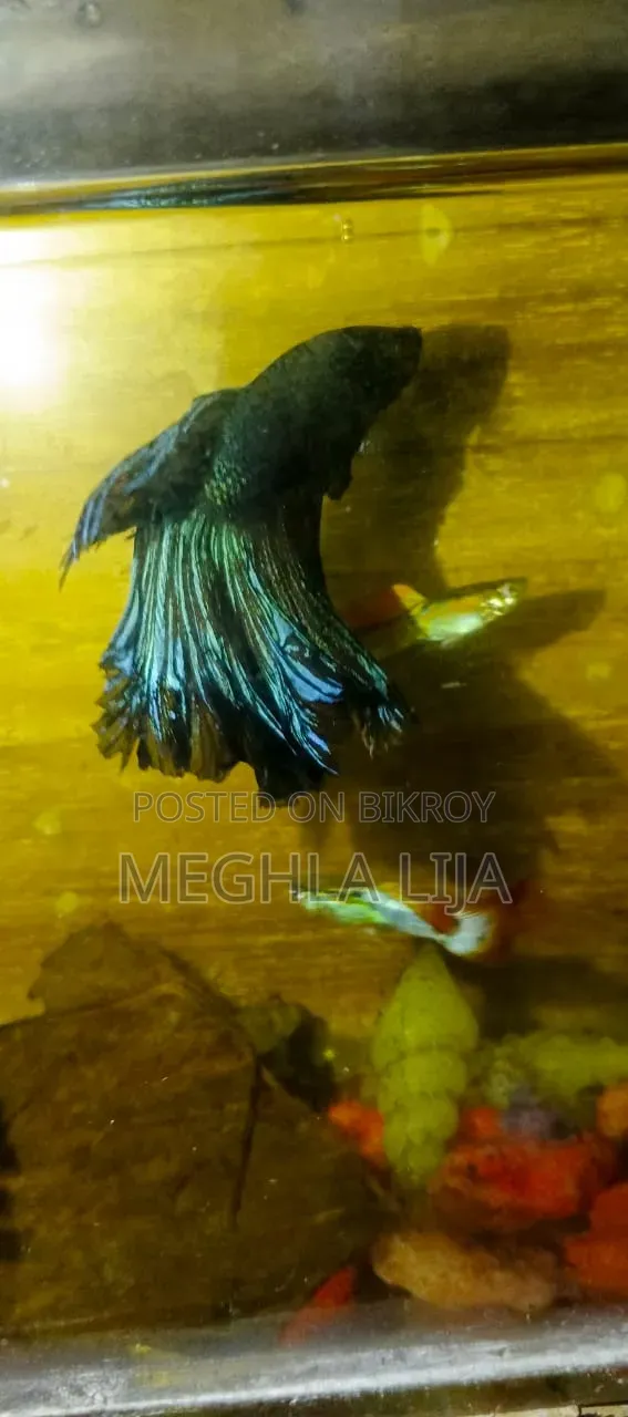 Royal Blue/Red Fullmoon Betta (Imported Fish)