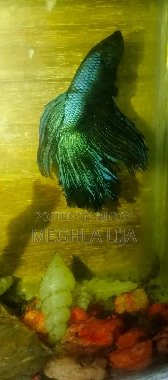 Royal Blue/Red Fullmoon Betta (Imported Fish)