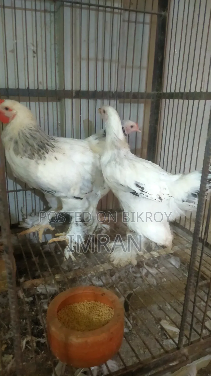 American Brahma